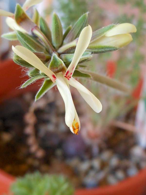 Pelargonium rapaceum 