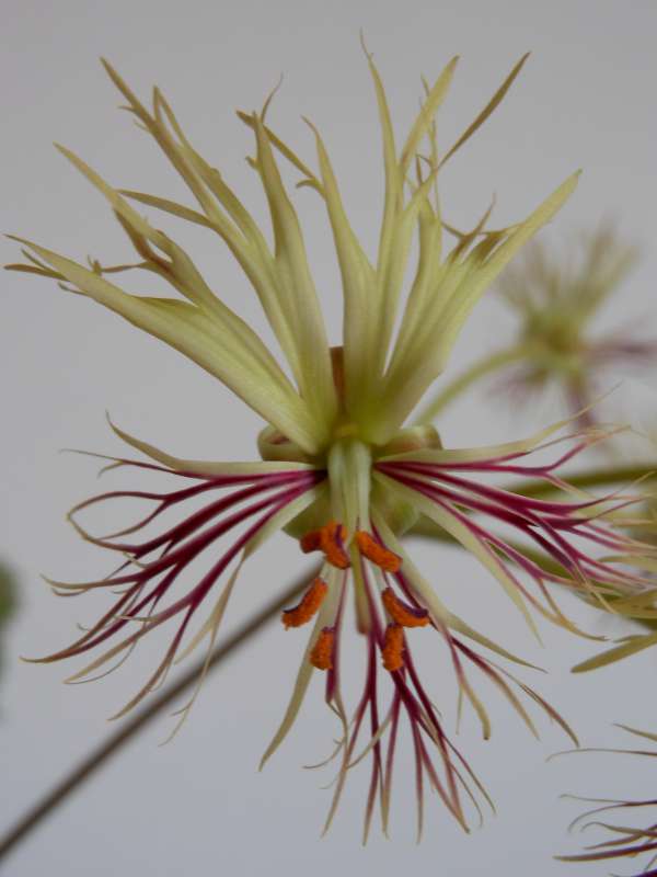 pelargonium schizopetalum