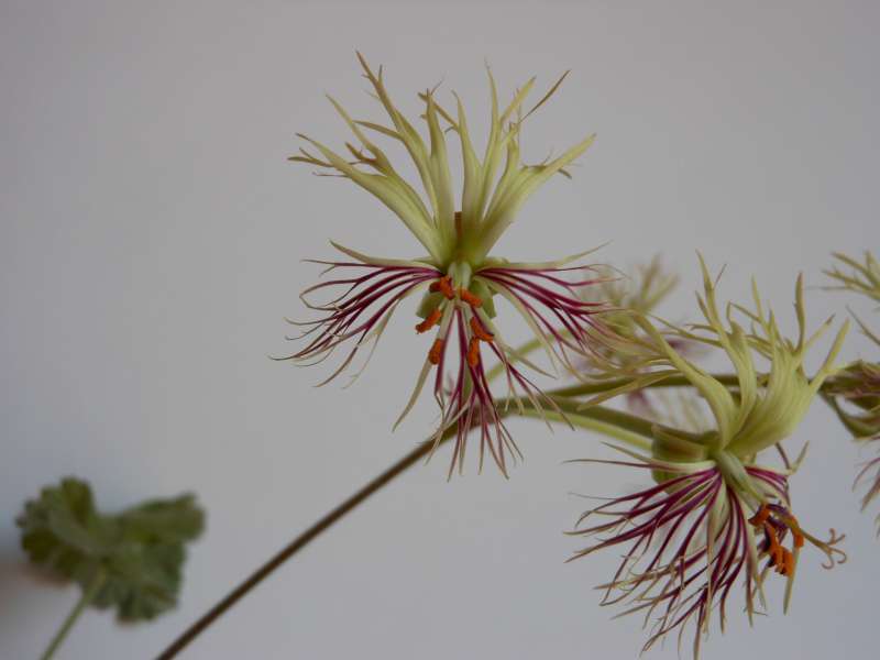 Pelargonium schizopetalum 