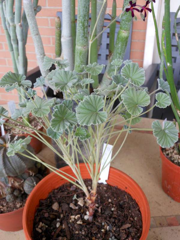 Pelargonium sidoides 