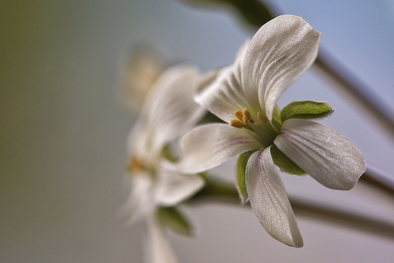 Pelargonium triste 