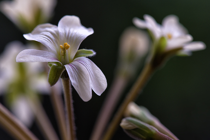 Pelargonium triste 