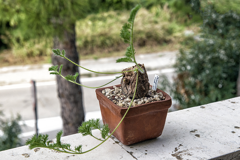 Pelargonium triste 