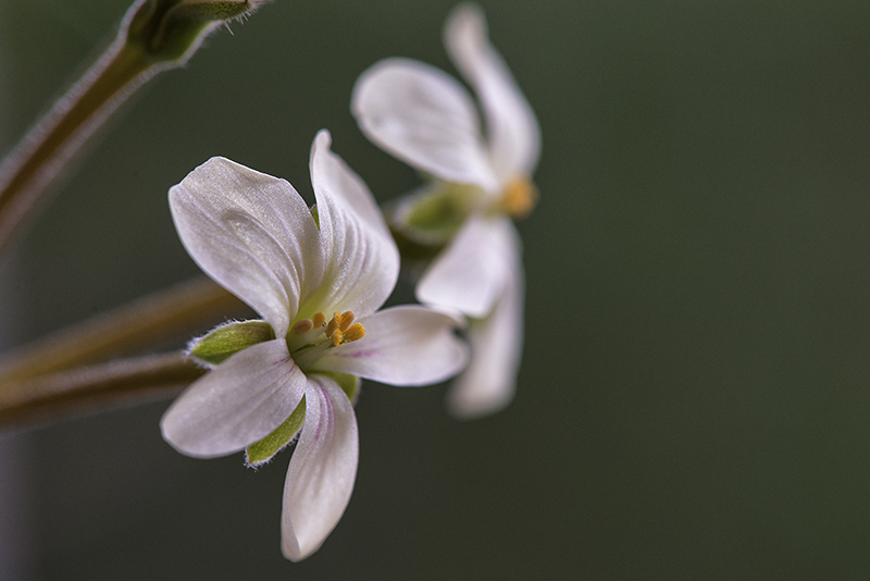 Pelargonium triste 