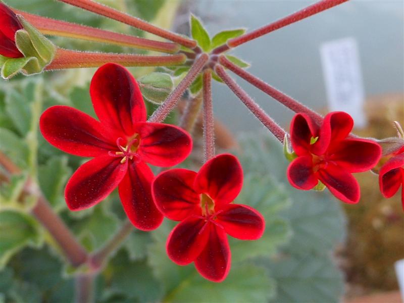 pelargonium x ardens