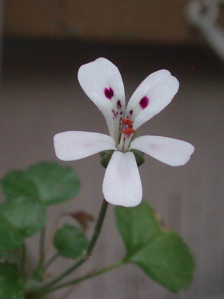 Pelargonium xerophyton 