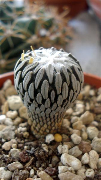 Pelecyphora aselliformis 