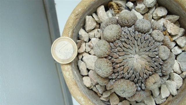 Pelecyphora aselliformis 