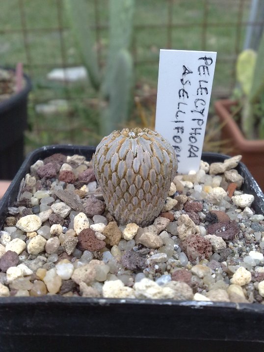 Pelecyphora aselliformis 