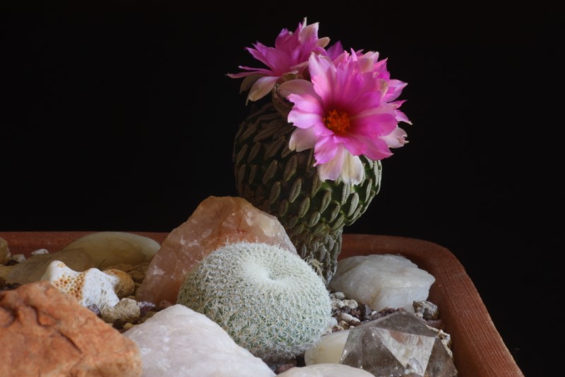 Pelecyphora aselliformis 
