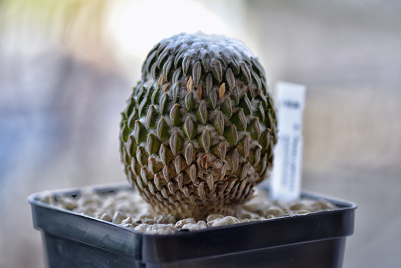 Pelecyphora aselliformis 