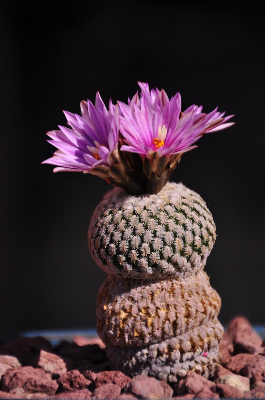 Turbinicarpus pseudopectinatus ssp. jarmilae 