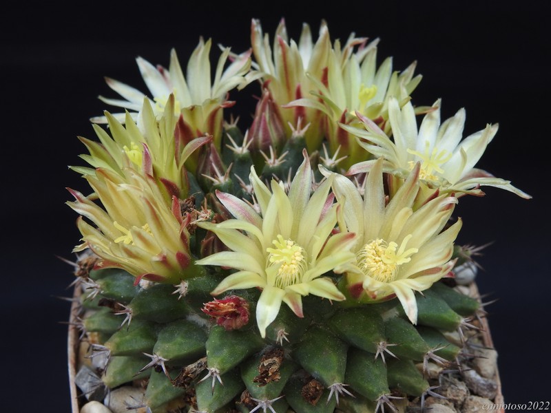 Mammillaria peninsularis 