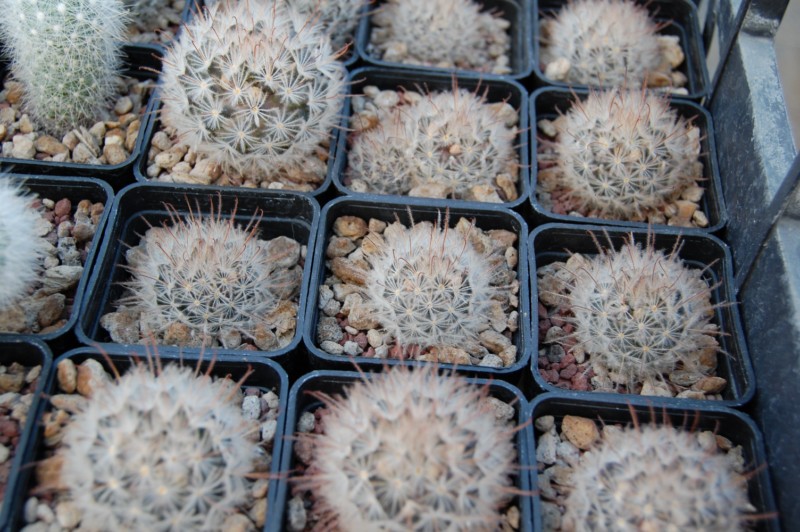 Mammillaria pennispinosa 