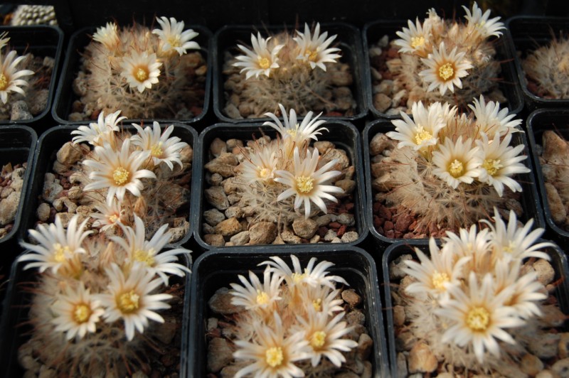 Mammillaria pennispinosa 