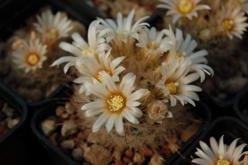 Mammillaria pennispinosa 