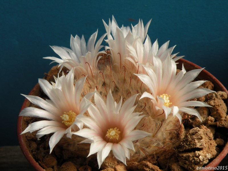 Mammillaria pennispinosa L 1445