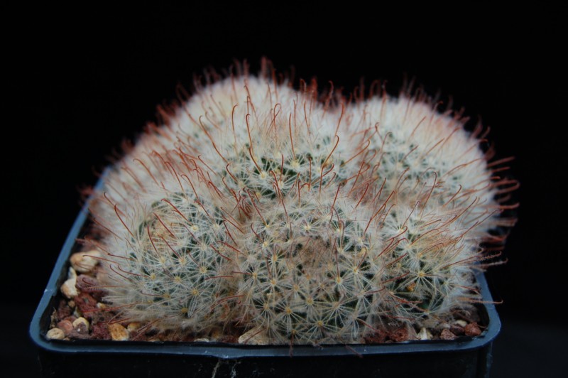 Mammillaria pennispinosa 