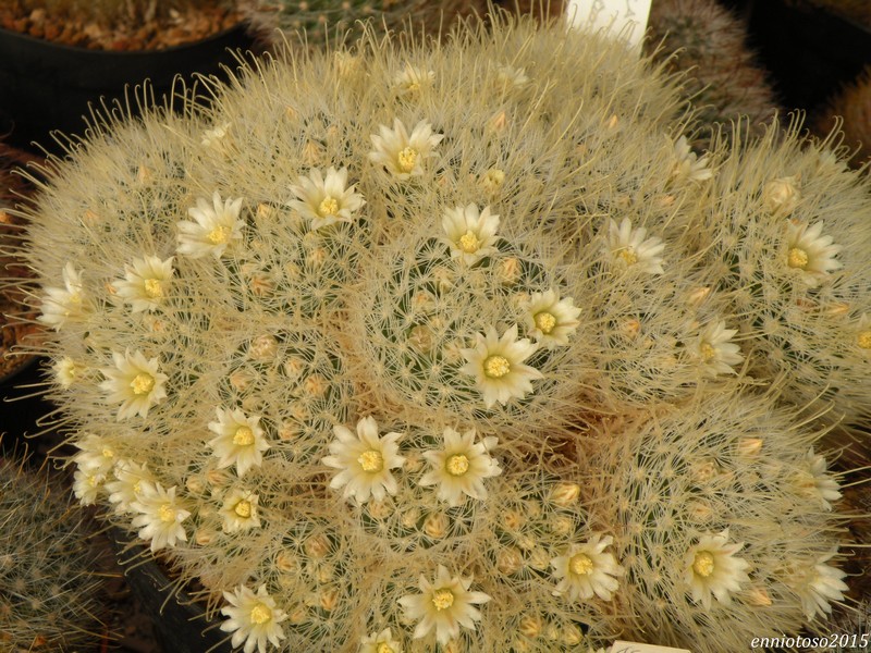 Mammillaria pennispinosa ssp. nazasensis 