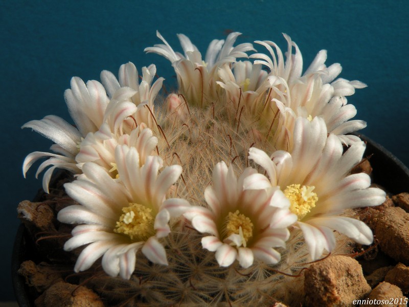 Mammillaria pennispinosa WTH 234