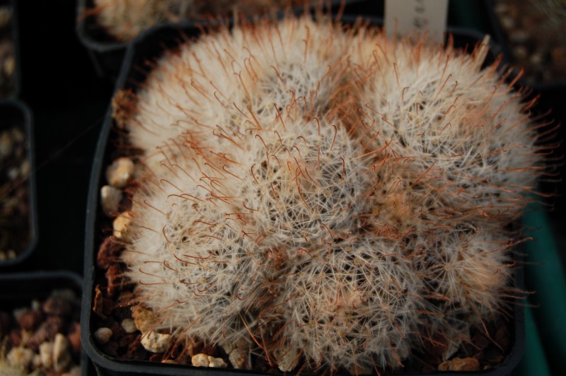 Mammillaria pennispinosa 