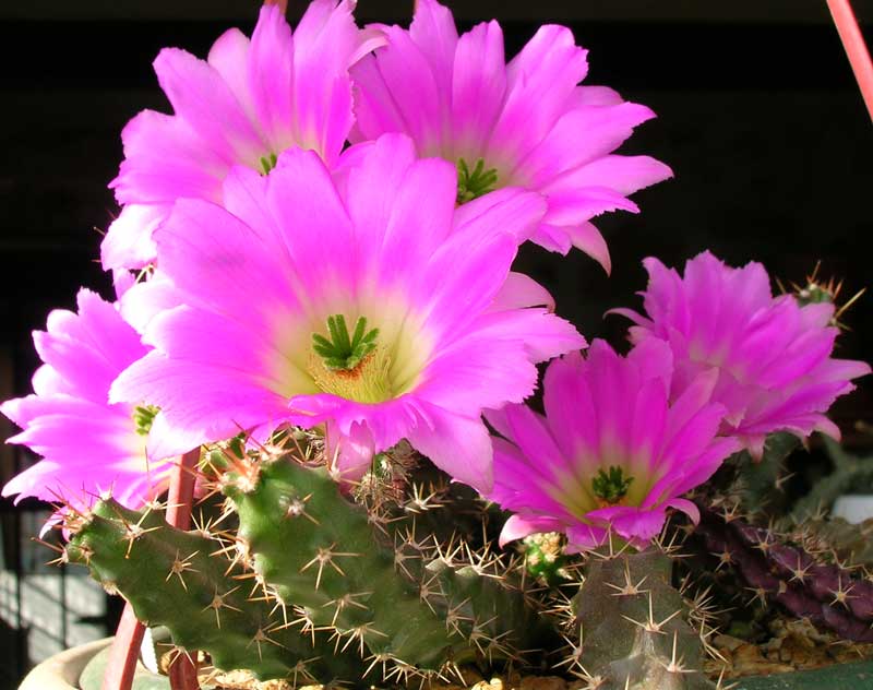 Echinocereus pentalophus 