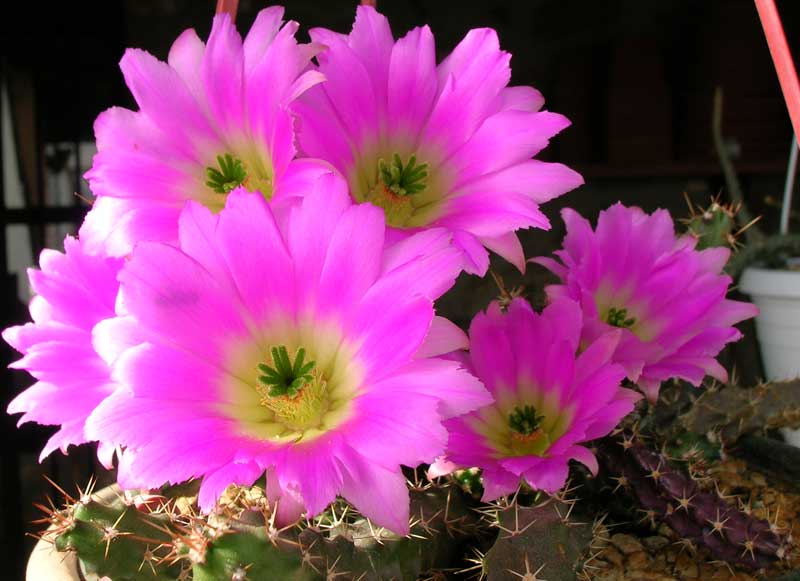 Echinocereus pentalophus 