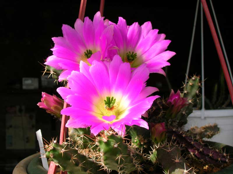 Echinocereus pentalophus 