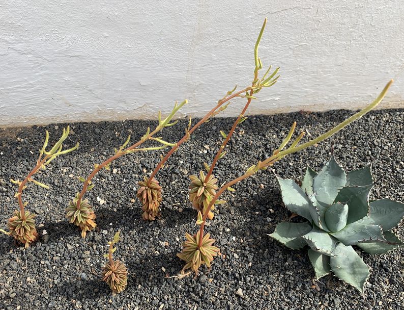 Peperomia asperula 