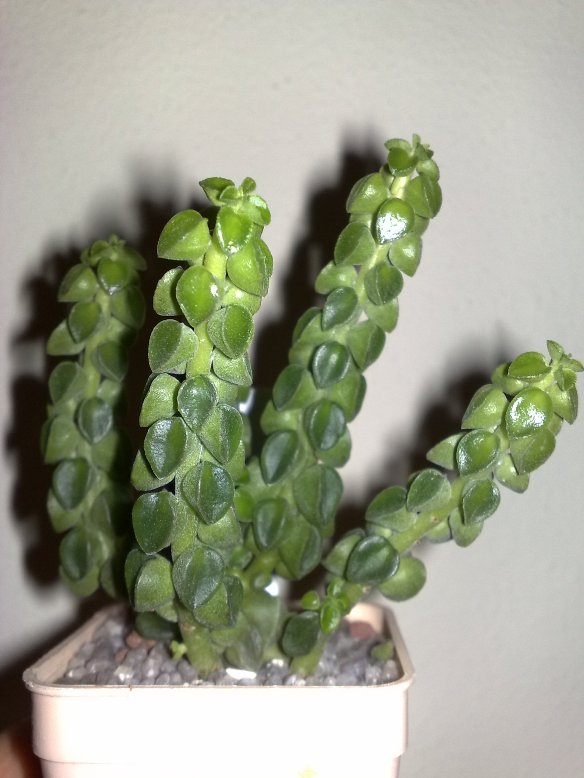 peperomia columella 