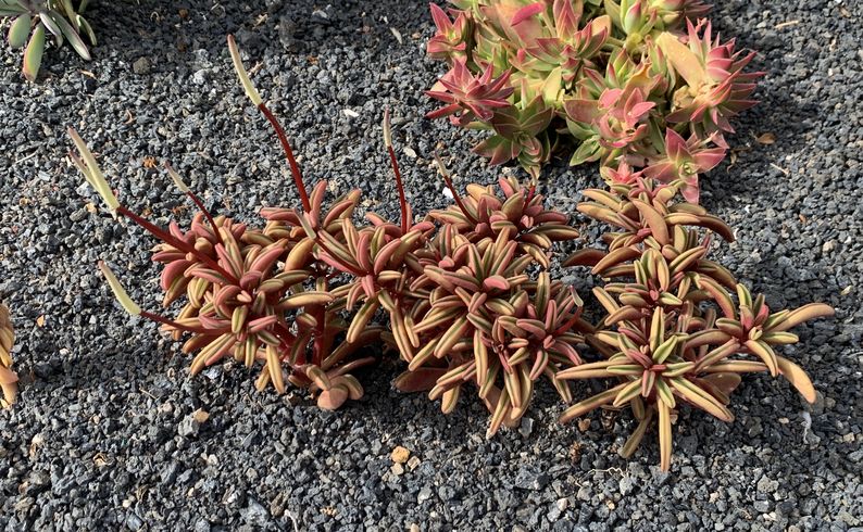 Peperomia graveolens 