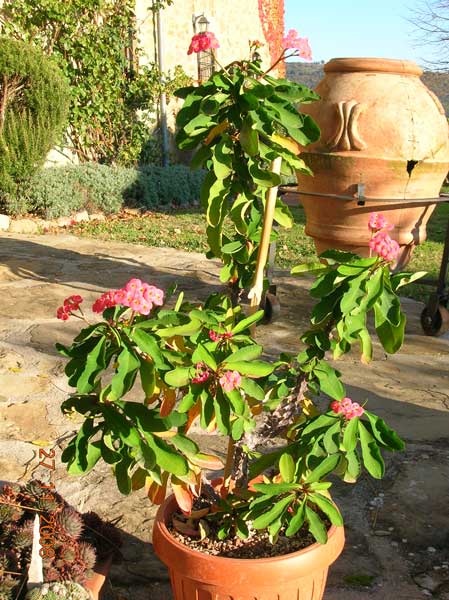 Euphorbia milii 