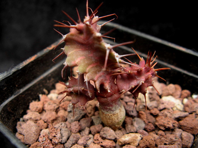 Euphorbia perangusta 