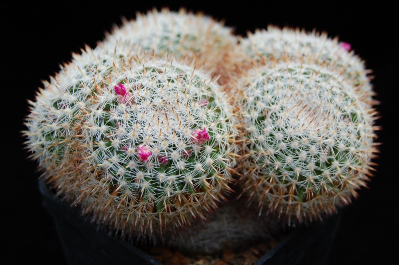 Mammillaria perbella WM 6012