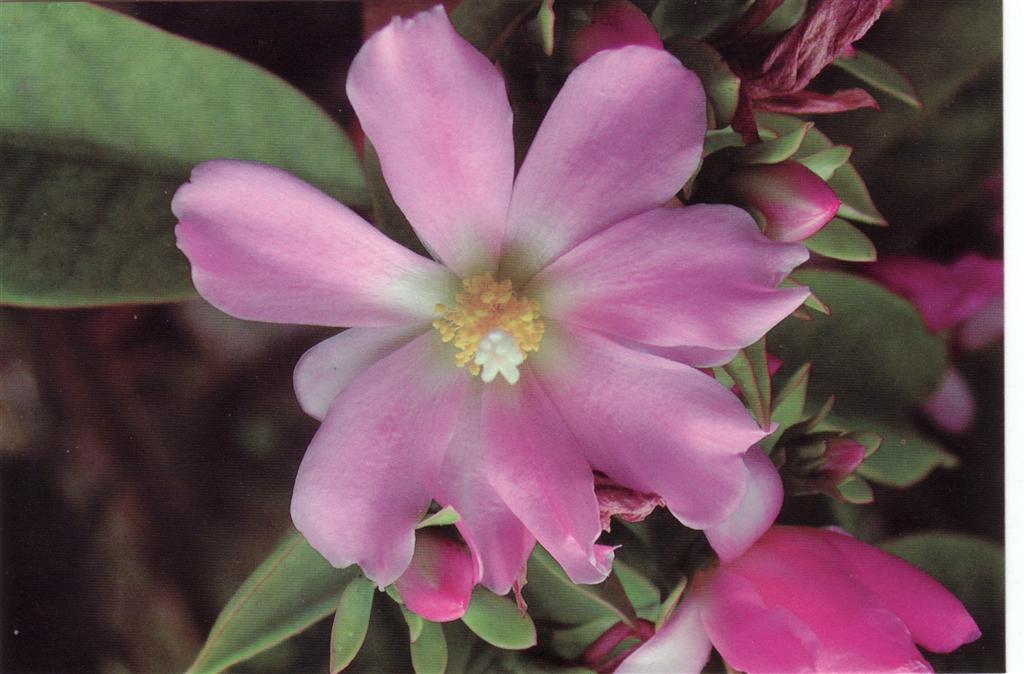 Pereskia grandiflora 