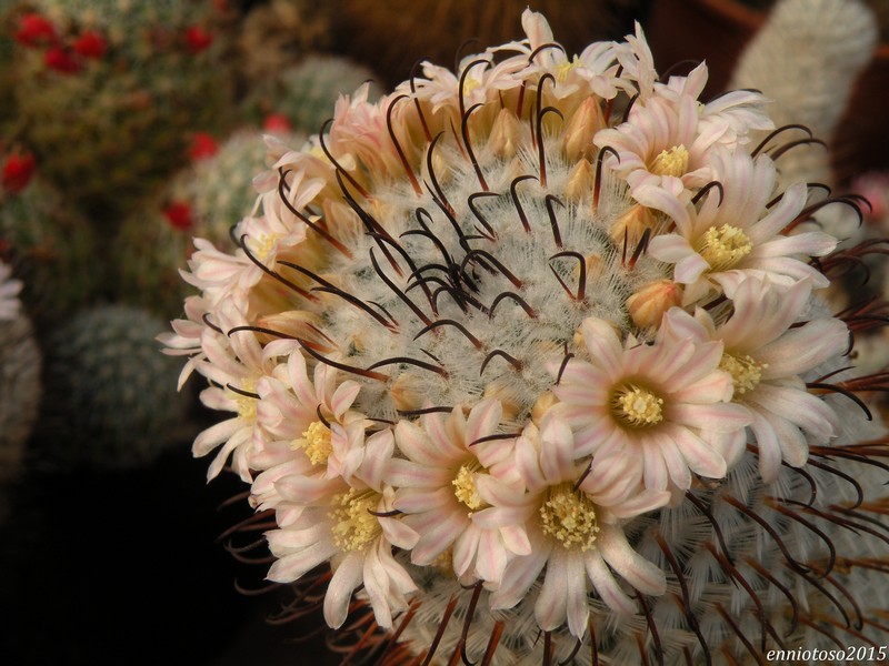 Mammillaria perezdelarosae 