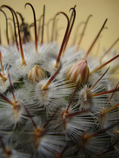 Mammillaria perezdelarosae 