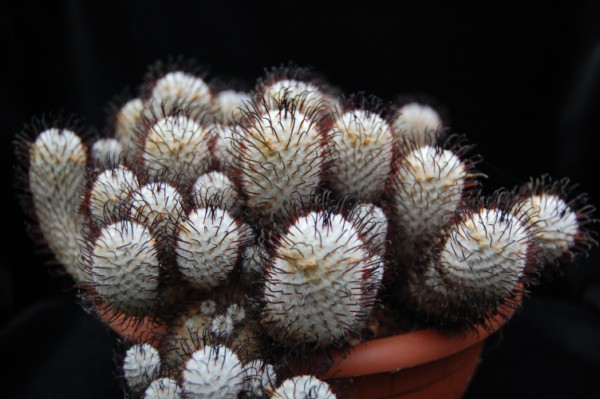 Mammillaria perezdelarosae 