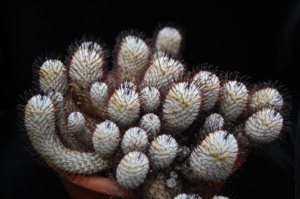 Mammillaria perezdelarosae 