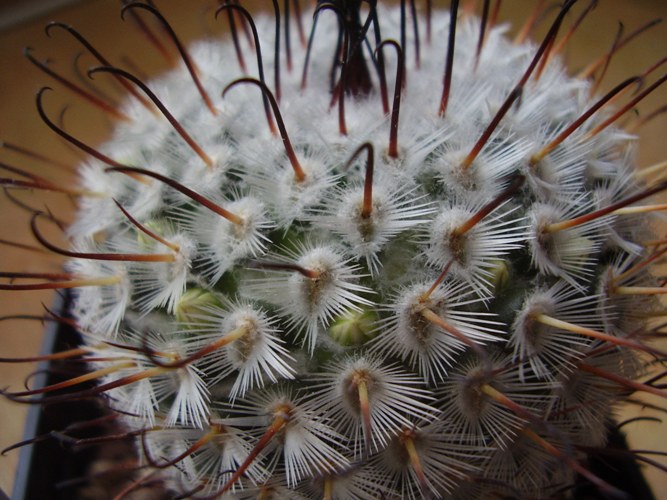 Mammillaria perezdelarosae 