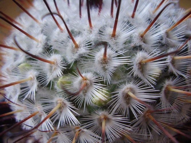 Mammillaria perezdelarosae 