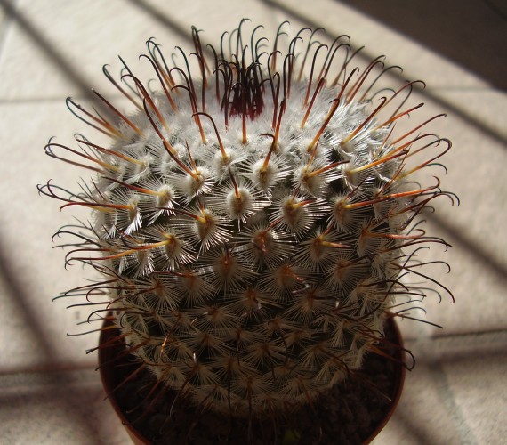 Mammillaria perezdelarosae 