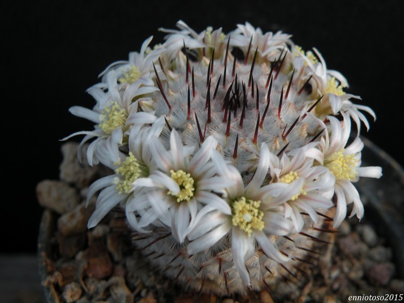 Mammillaria perezdelarosae ssp. andersoniana 