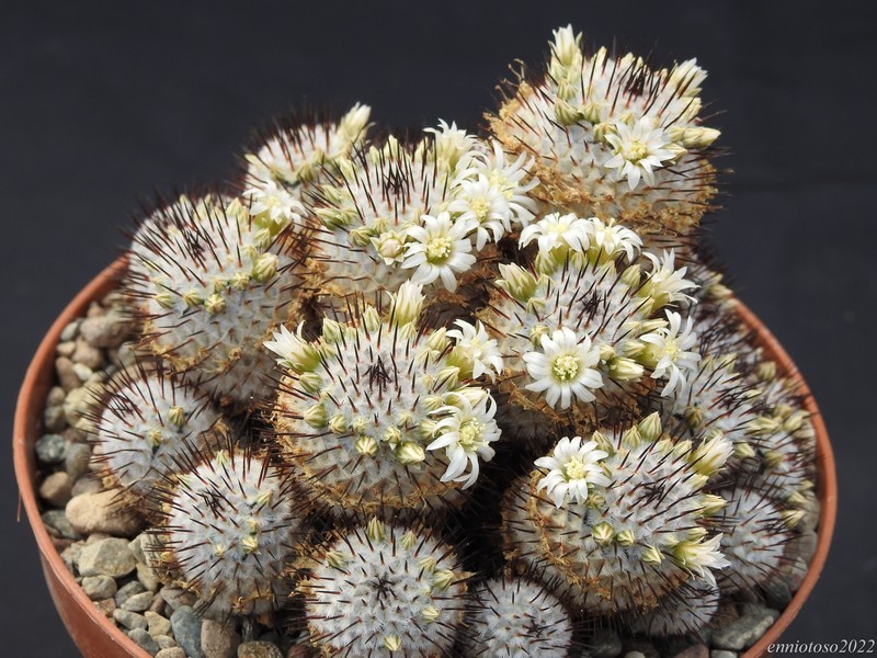 Mammillaria perezdelarosae ssp. andersoniana 