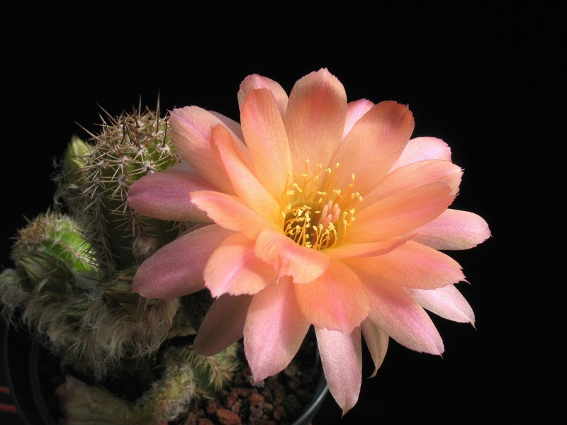 Chamaecereus cv. perla di verona 