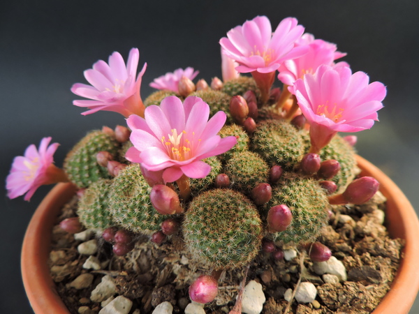 Rebutia perplexa 