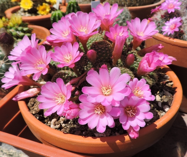 Rebutia perplexa 