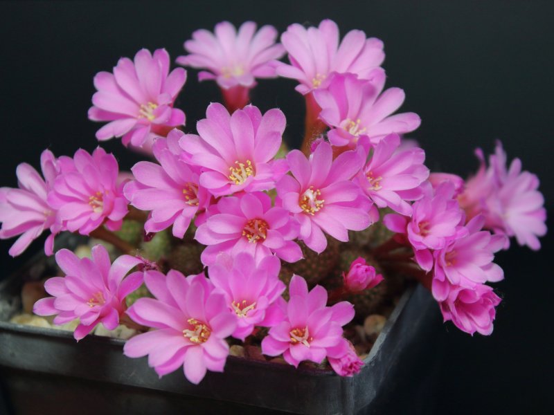 Rebutia perplexa L329a