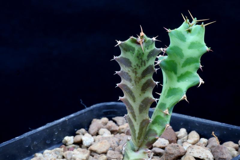 Euphorbia persistens 