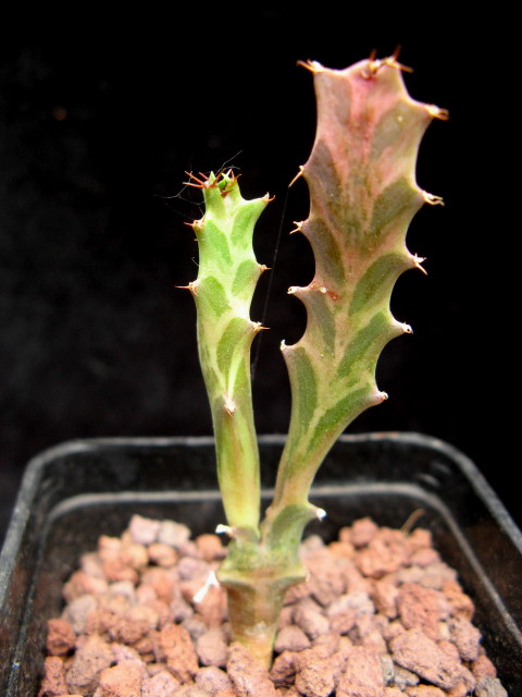 Euphorbia persistens 